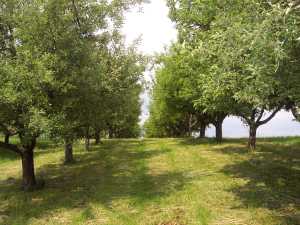 Obstbaulehrpfad Linsenberg