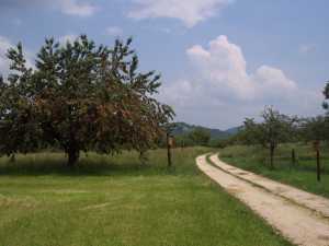 Obstbaulehrpfad Linsenberg